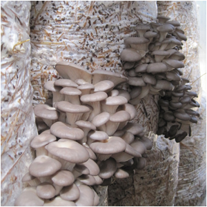 elephant mushroom, oyster cap mushroom, tree mushroom ,shimeji